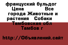 француский бульдог › Цена ­ 40 000 - Все города Животные и растения » Собаки   . Тамбовская обл.,Тамбов г.